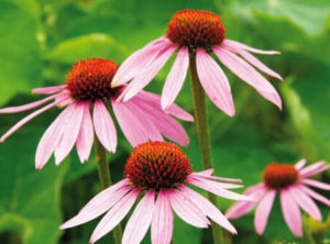 Blumen auf der Wiese - Heilpraktikerausbildung in der Atropa Akademie Augsburg