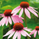 Blumen auf der Wiese - Heilpraktikerausbildung in der Atropa Akademie Augsburg