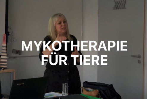 Mykotherapie in der Veterinärmedizin Seminar