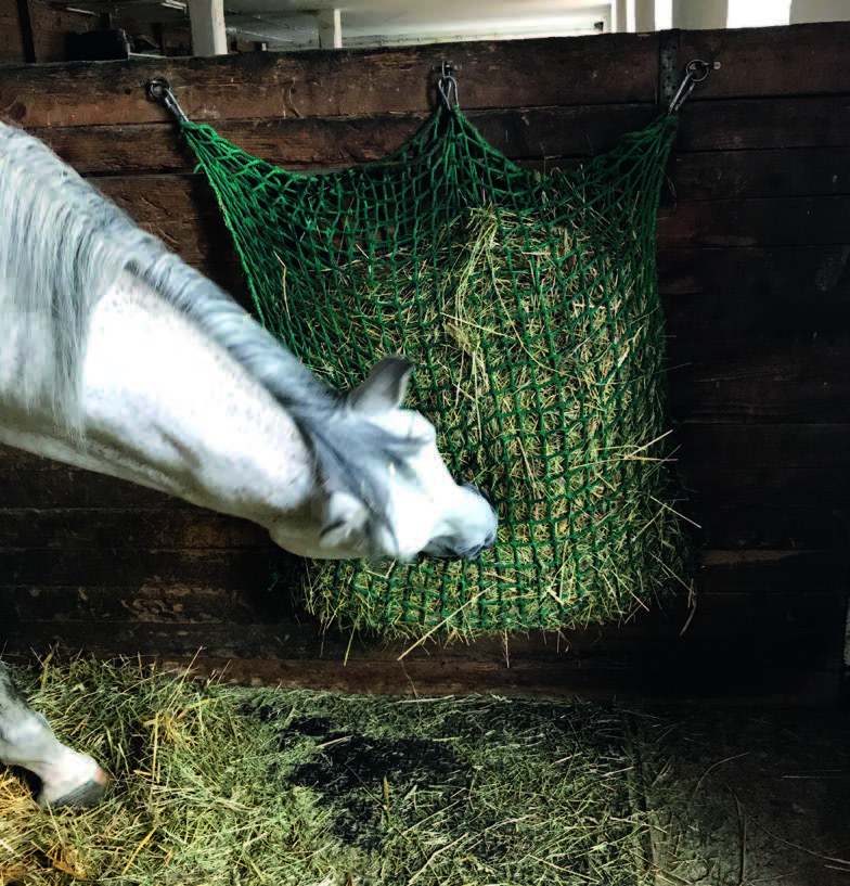Das Pferd hält den Kopf beim Fressen schief.