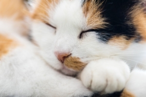 Energetische Heilweisen für Tiere