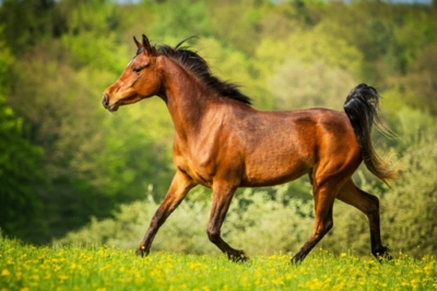 Gesundes Pferd durch manuelle Lymphdrainage