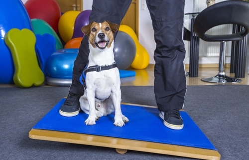Hund auf Wackelbrett - Hundephysietherapie