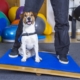 Hund auf Wackelbrett - Hundephysietherapie