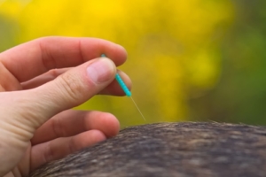 Akupunktur für Tiere – Fachausbildung