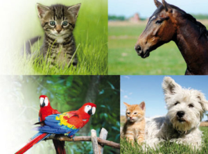 Katze, Pferd, Papageien, Hund