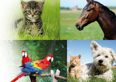 Ausbildung zum Tierheilpraktiker - Hund, Pferd, Katze und Vogel