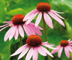 Echinacea - Roter Sonnenhut auf grüner Wiese