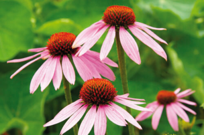 Echinacea - Roter Sonnenhut auf grüner Wiese