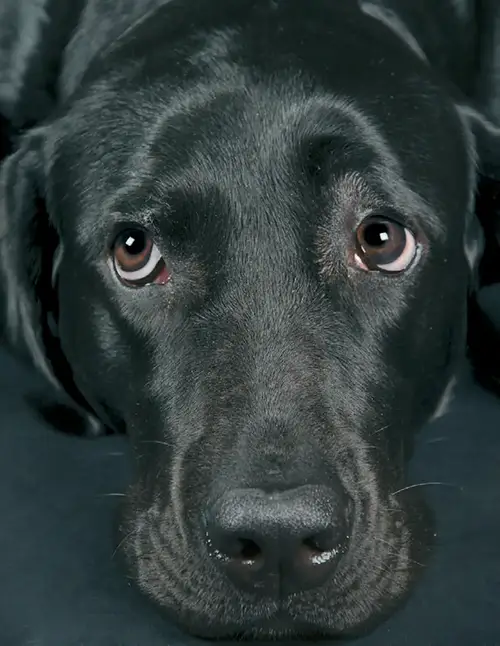 Schwarzer Hund mit ängstlichem Blick