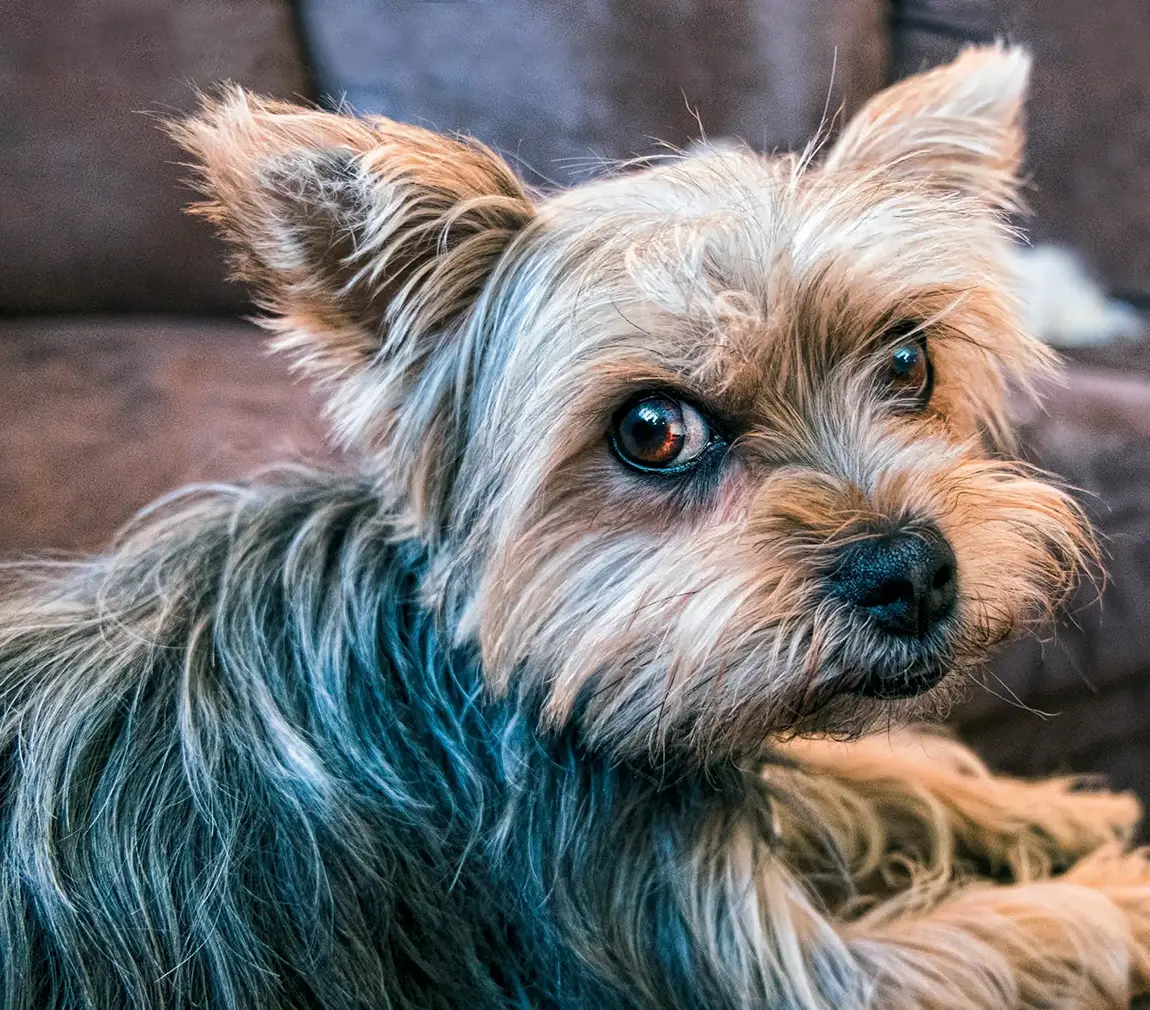 Yorkshire Terrier